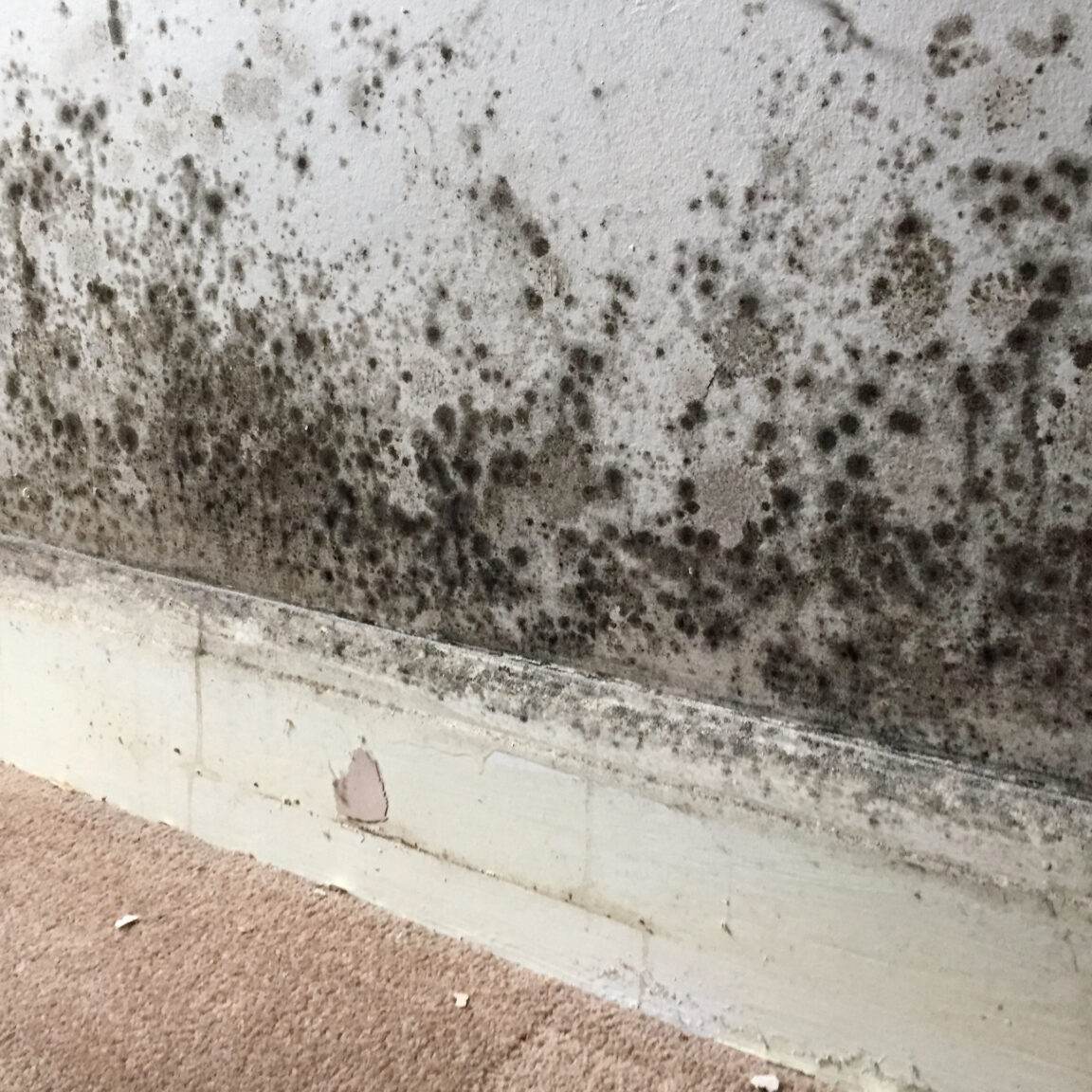 mold remediation